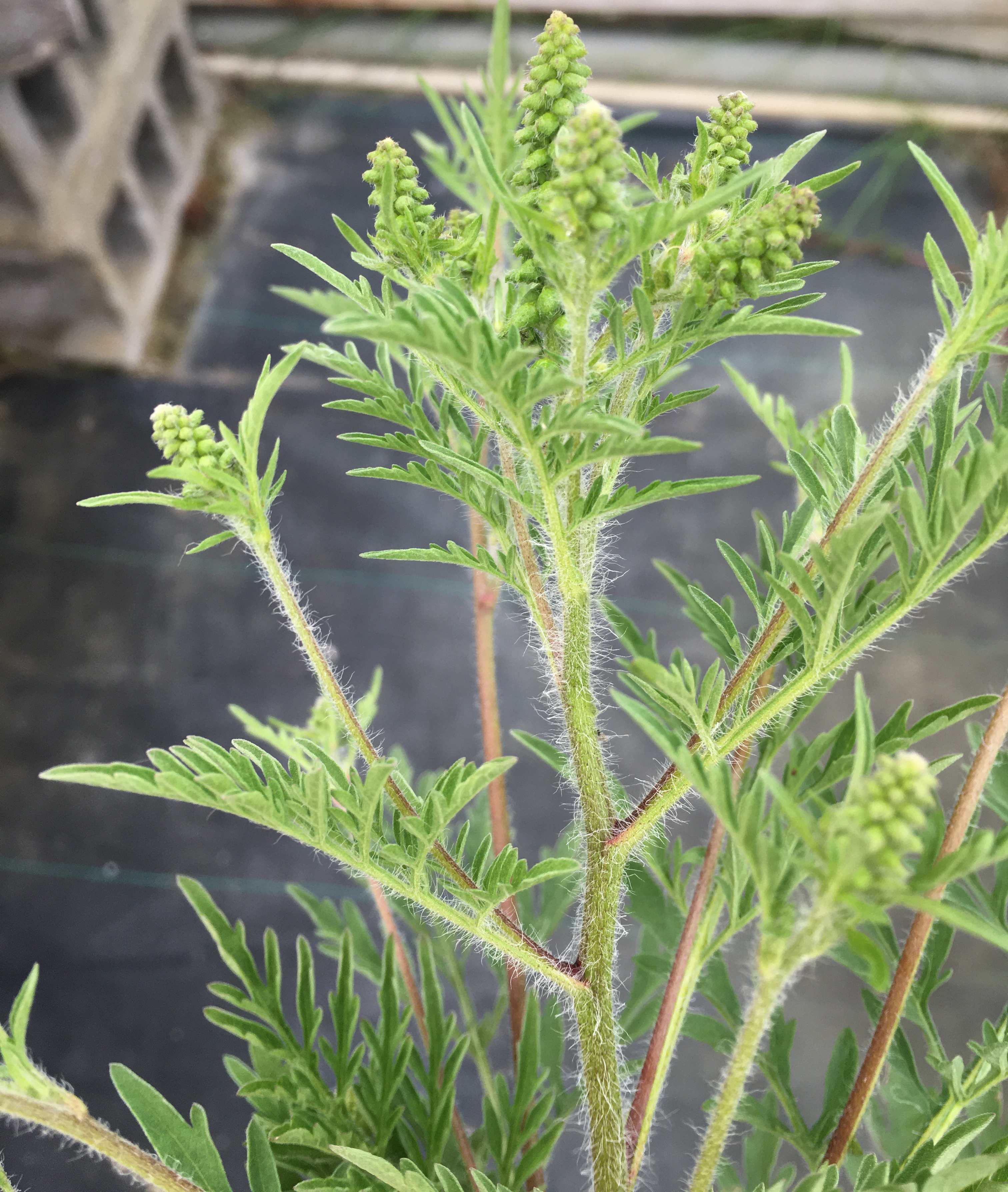 Upper stem terminating into flowering cylindrical spikes in common ragweed.